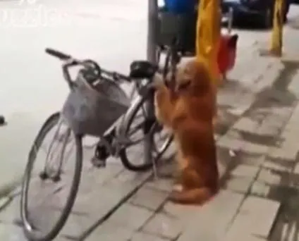Σκύλος-φύλακας ποδηλάτου!