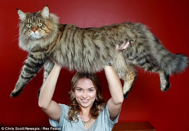 Ο πιο χοντρός γάτος στον κόσμο! 