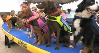 Ρεκόρ με 17 σκύλους σε σανίδα του surf!