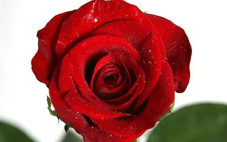 12 Ιουνίου | Ημέρα του κόκκινου τριαντάφυλλου!