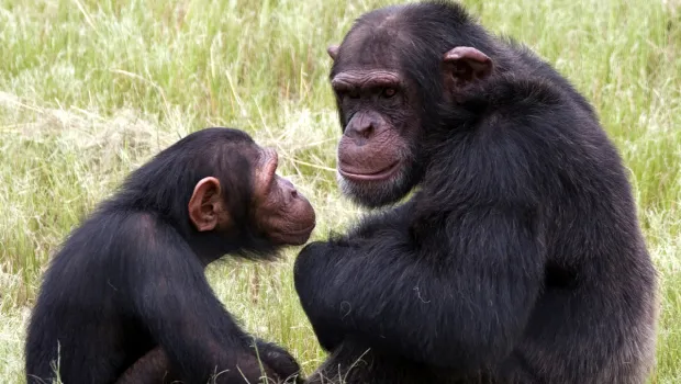 Επίθεση χιμπατζήδων σε φοιτητή!