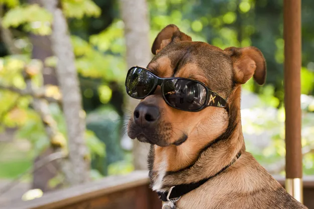 Σκύλοι σε καλοκαιρινή διάθεση με γυαλιά ηλίου! [gallery]