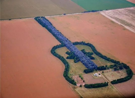 Αργεντινή | Δάσος σε σχήμα... κιθάρας! 