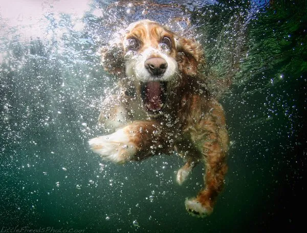 Σκύλοι κάτω από το νερό (gallery)