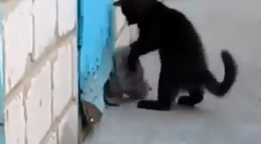 Γατάκι βοήθησε σκυλάκι να δραπετεύσει! [video] 