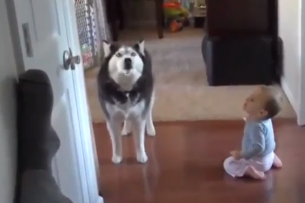 Αστείο στιγμιότυπο επικοινωνίας σκύλου και μωρού! [video]