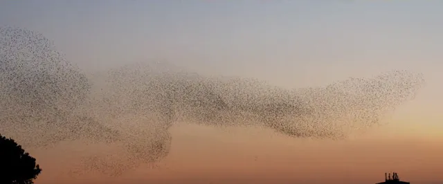 Όταν τα πουλιά χορεύουν μπαλέτο στον ουρανό! [video] 