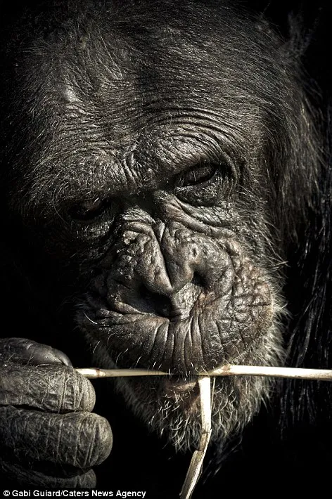 Πορτραίτα χιμπατζή με ανθρώπινες εκφράσεις!