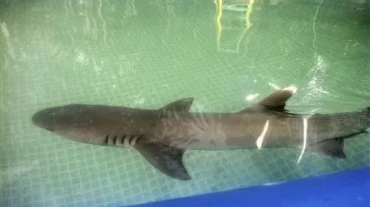 Los Angeles | Καρχαρίας πέθανε κατά την διάρκεια διαφήμισης