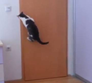 Epic | Γατάκι που ανοίγει τις πόρτες του σπιτιού! [video] 