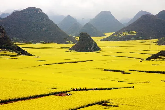 Canola-Flower-Fields-China