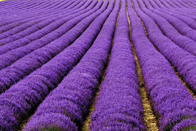 Lavender-Fields-UK-and-France-2