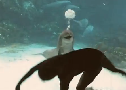 Το κορίτσι που έκανε ένα δελφίνι να χαμογελάσει! [video]
