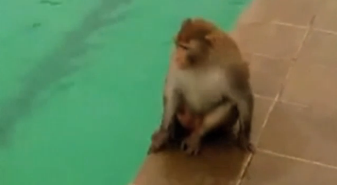 Μαϊμού | κολυμπάει σε πισίνα της Βομβάης 