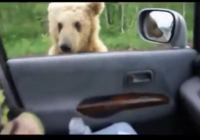 Ρωσία: Αρκουδάκι ζητάει φαγητό στον αυτοκινητόδρομο 