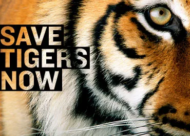 Λεονάρντο Ντι Κάπριο | 3 εκατ. δολάρια για τις τίγρεις του Νεπάλ