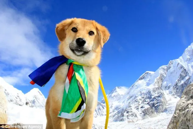 O Rupee είναι ο πρώτος σκύλος που κατακτά τη κορυφή του Everest