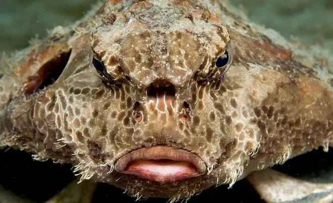 Τα πιο άσχημα ψάρια που μπορείς να δεις στον βυθό 