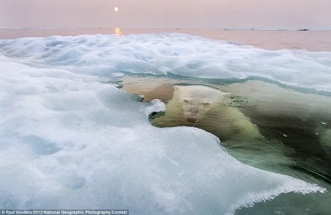 National Geographic | Πρώτο βραβείο στην «αναδυόμενη αρκούδα»