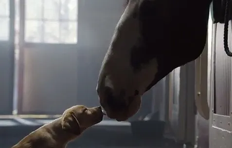 Η τρυφερή ιστορία φιλίας ενός αλόγου με ένα κουταβάκι
