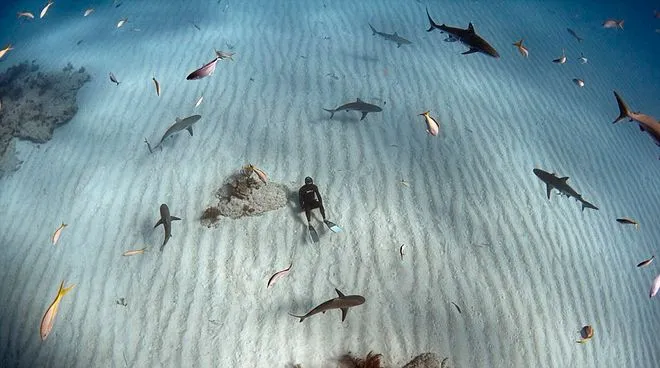 Μπαχάμες: Κολυμπώντας με τους καρχαρίες 