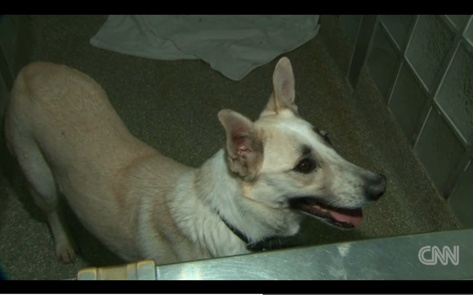 ΗΠΑ: Βίντεο από την άφιξη των αδέσποτων σκύλων του Σότσι 