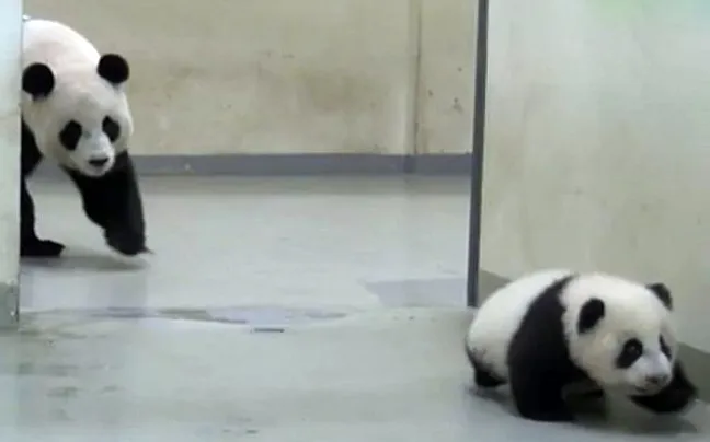 Μικρό panda, αρνείται να πάει για ύπνο! (epic cute video)