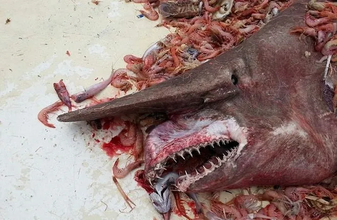Δείτε τον προϊστορικό καρχαρία που ψάρεψαν ψαράδες στις ΗΠΑ 