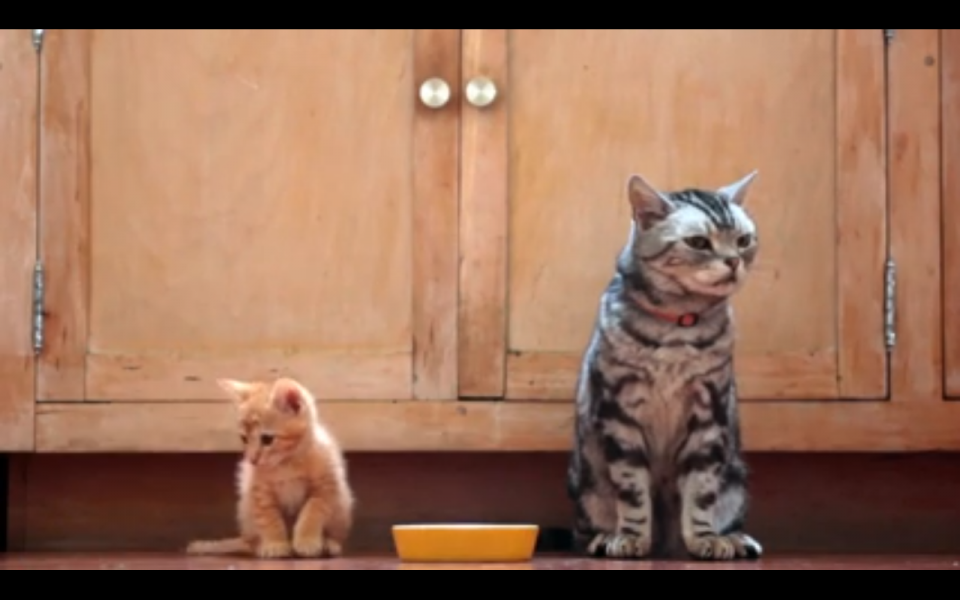 Να πώς μια γάτα υποδέχεται το νέο γατάκι του σπιτιού