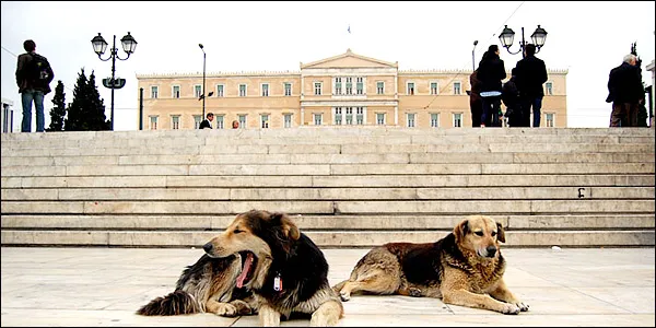 Δήμος Αθηναίων: Μέτρα προστασίας για τα αδέσποτα στον καύσωνα