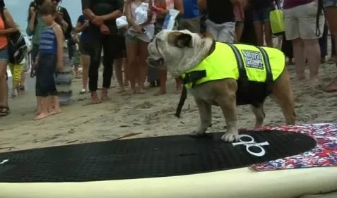 Καλιφόρνια: Αυτά τα σκυλιά ξέρουν να... δαμάζουν τα κύματα