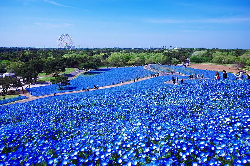 Πανέμορφα μπλε λουλούδια σε ένα τεράστιο πάρκο της Ιαπωνίας