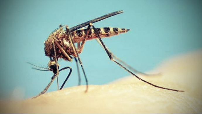Τι να κάνετε για να μην σας τσιμπούν τα κουνούπια!