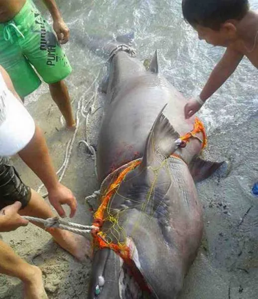 Χαλκιδική: Ψαράς ψάρεψε σκυλόψαρο 3 μέτρων [photo]