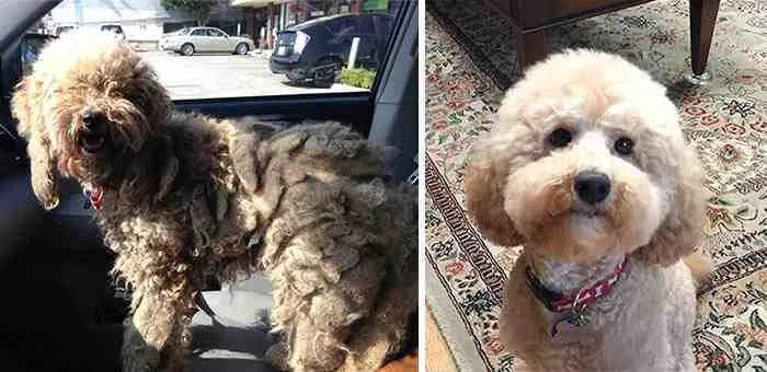 10 Σκυλάκια μεταμορφώθηκαν αφότου βρήκαν σπίτι 