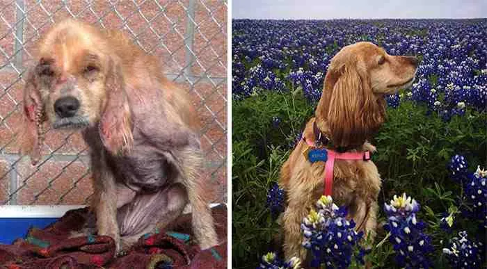 Πριν και μετά: 16 φωτογραφίες σκύλων που... σώθηκαν