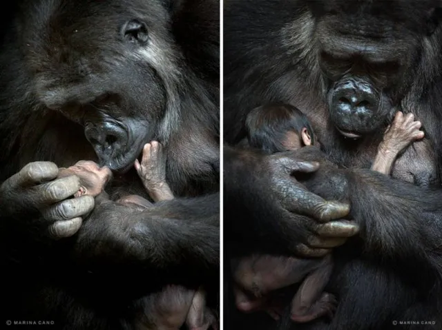 22 εκπληκτικές φωτογραφίες άγριων ζώων που θα λατρέψετε