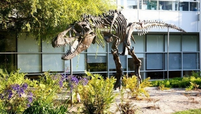 1.) They have a dinosaur! Yup! A dino's skeleton was found near their building in Mountain View, so Google has erected a giant t-rex skeleton and named it "Stan" in its honor. A powerful name for a powerful hunter.