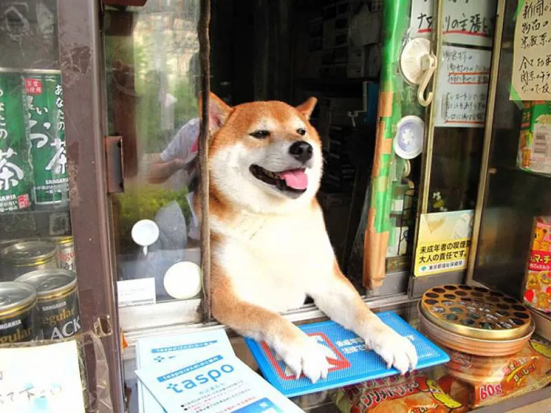 Ένας σκύλος εξυπηρετεί τους πελάτες σε περίπτερο στην Ιαπωνία 
