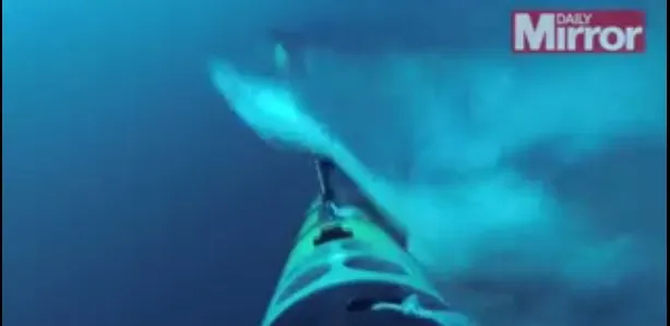 GoPro κάμερες καταγράφουν το δάγκωμα ενός λευκού καρχαρία 