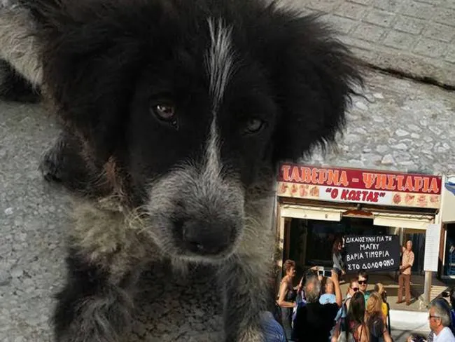 30.000 ευρώ είναι το πρόστιμο για το φόνο της σκυλίτσας στα Νέα Στύρα