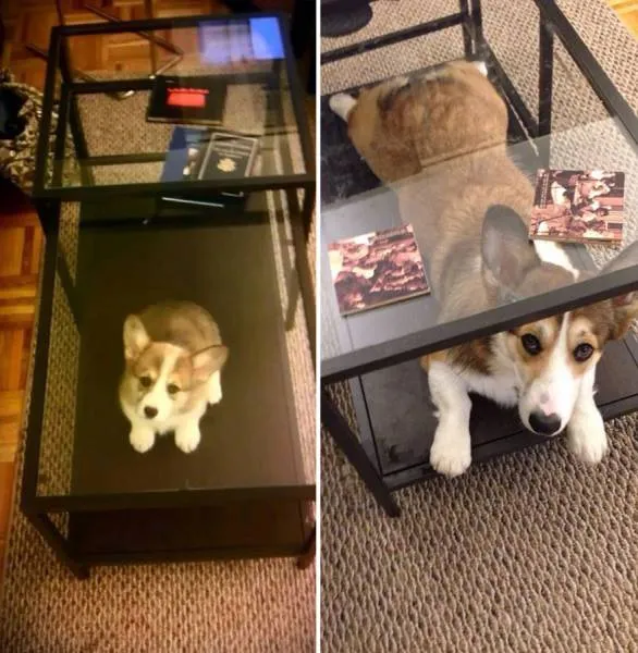 Πριν και μετά: Φωτογραφίες σκύλων από κουτάβια μέχρι σήμερα