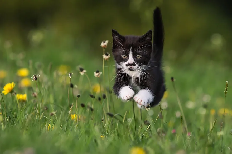 26 απίστευτα facts για τις γάτες που θα σε κάνουν να τις αγαπήσεις ακόμα περισσότερο!