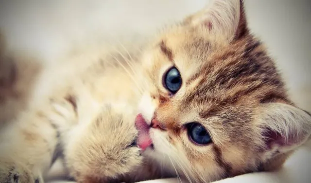 Cute-Kitten