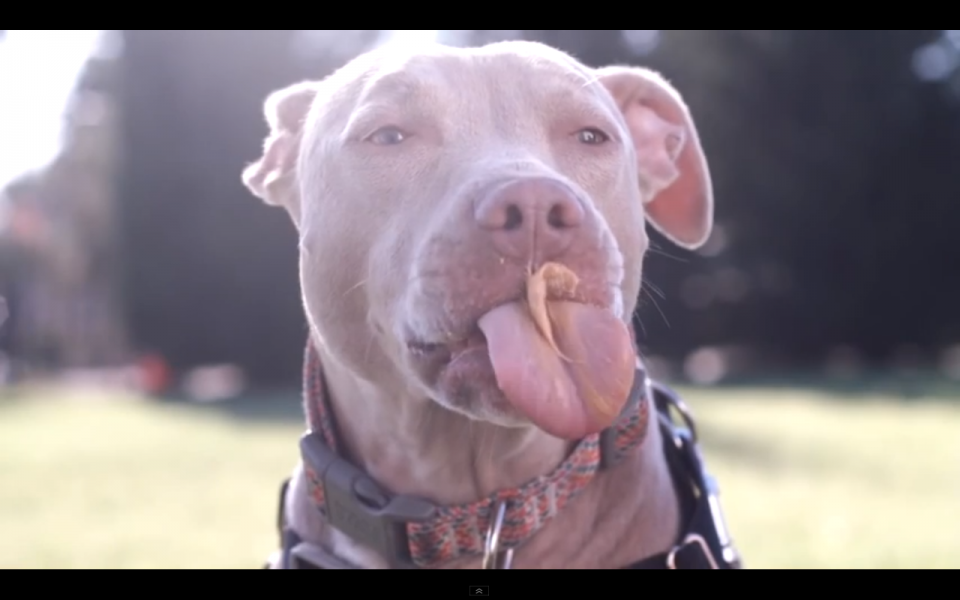 Το απόλυτο slow motion βίντεο σκύλων που τρώνε φυστικοβούτυρο