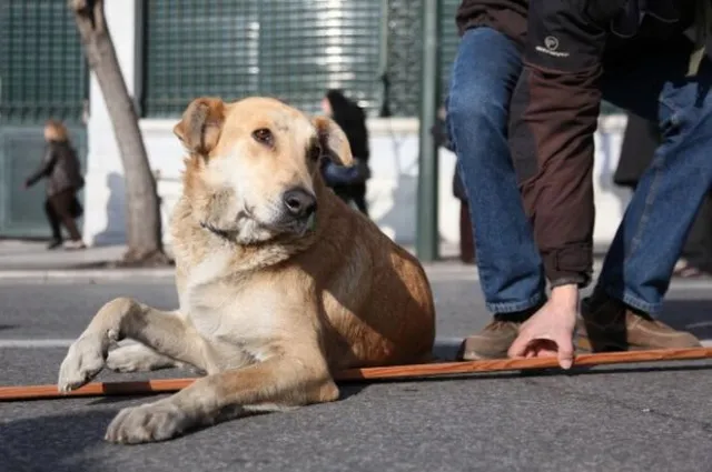 Έφυγε ο Λουκάνικος, ο θρυλικός σκύλος των διαδηλώσεων 