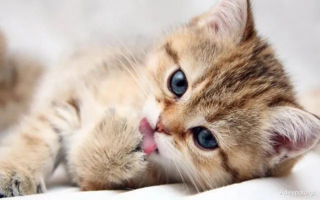 Cute-Kitten