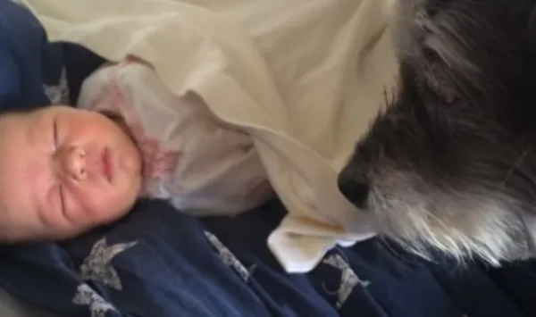 Ένας σκύλος σκεπάζει ένα μωρό και γίνεται viral