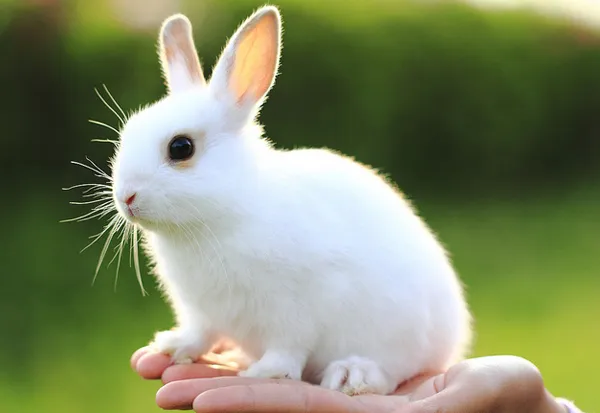 24 Απριλίου: Παγκόσμια Ημέρα Κατάργησης των Πειραμάτων στα ζώα