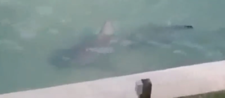 ΗΠΑ: Ξύπνησε και βρήκε ένα καρχαρία στην πισίνα του!